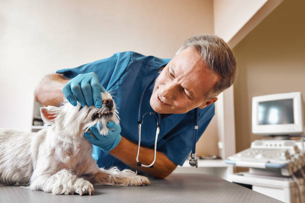 Best Emergency Dental Care for Trauma or Injury in Garden City Park, NY